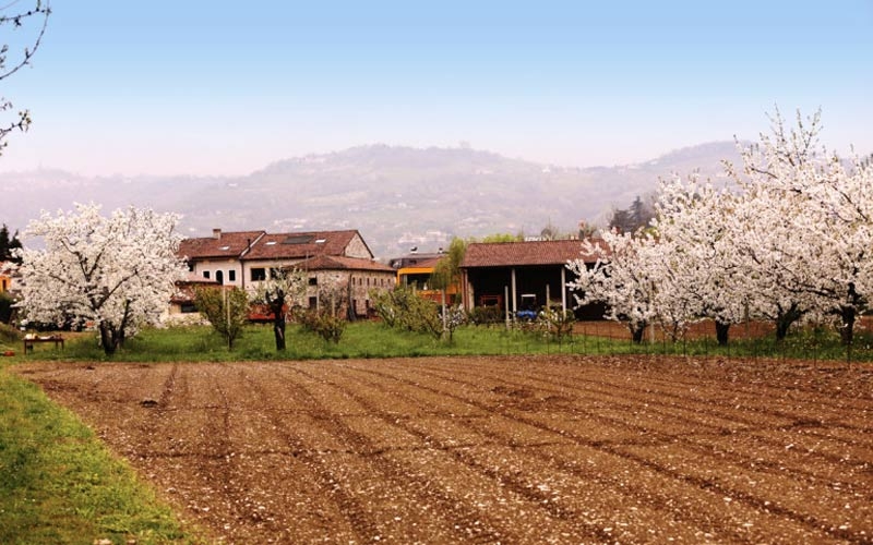 azienda agricola corte ciliegia