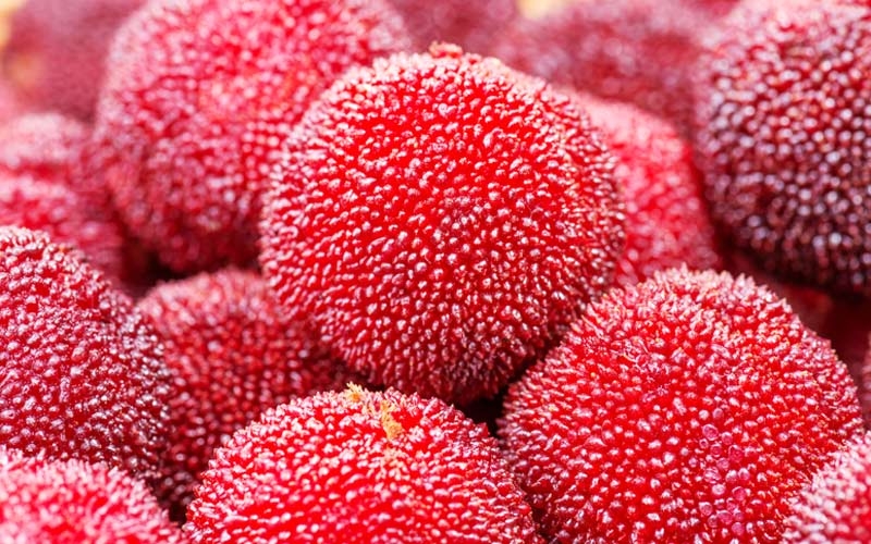 corbezzolo frutto foto