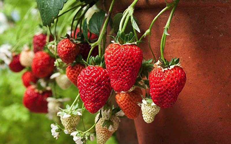 coltivare fragole sul balcone