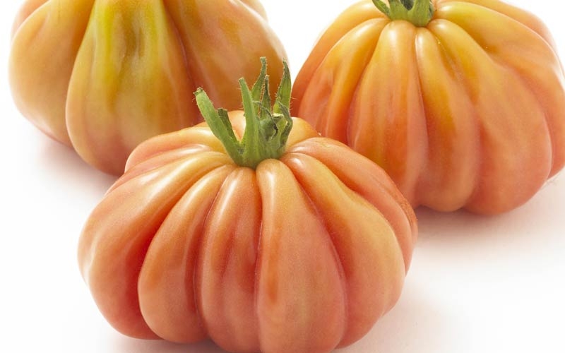 pomodoro da insalata