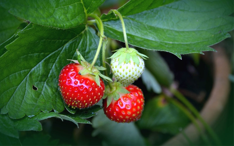 fragole favetta di terracina