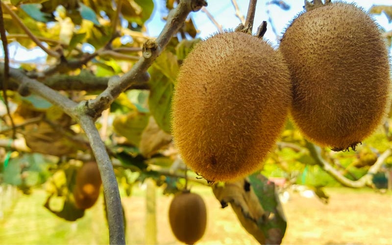 kiwi gold pianta
