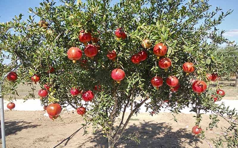 albero pieno di melagrana