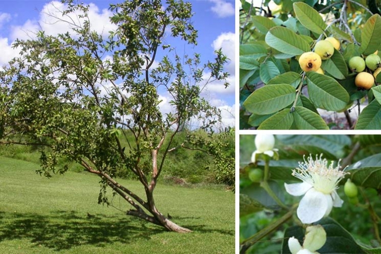 albero di guava