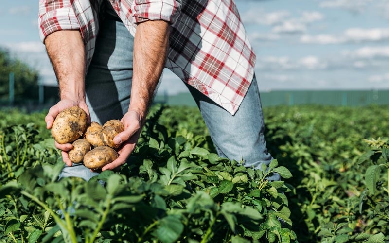 manodopera nei campi settore agricolo