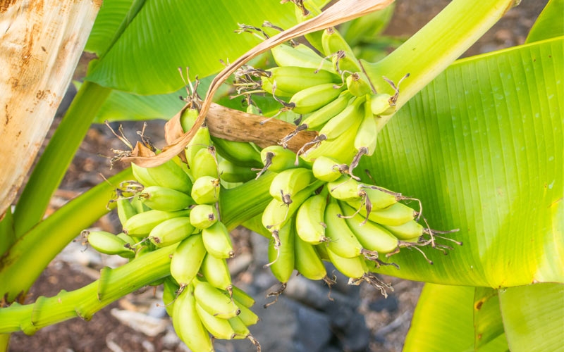 piantagione banana blue java grandi foglie