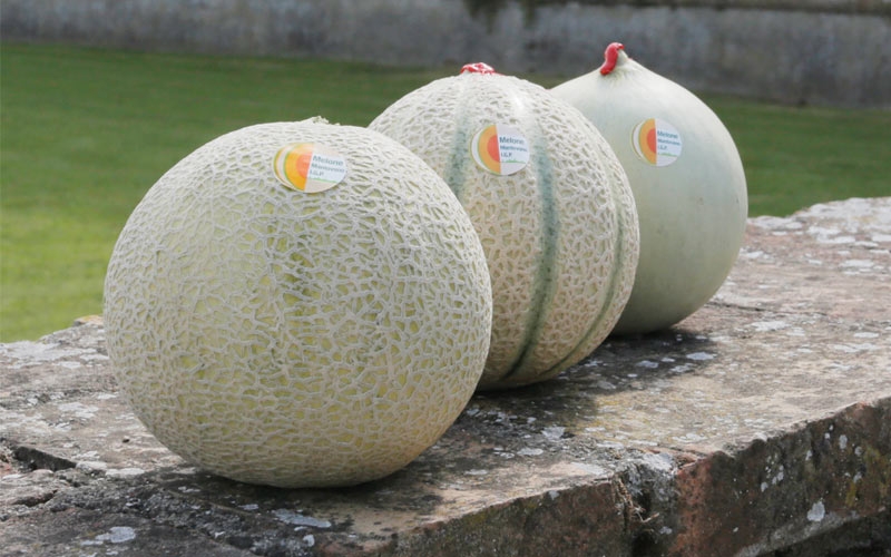 tre tipi di melone mantovano a confronto retato con fetta liscio