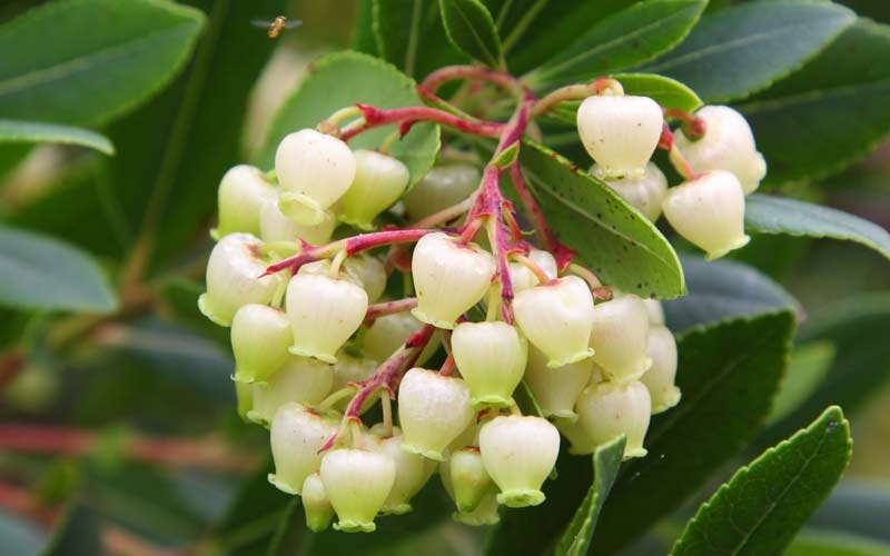 fiori di corbezzolo