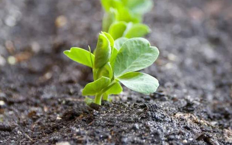 biostimolanti-al-macfrut-2020-un-congresso-internazionale