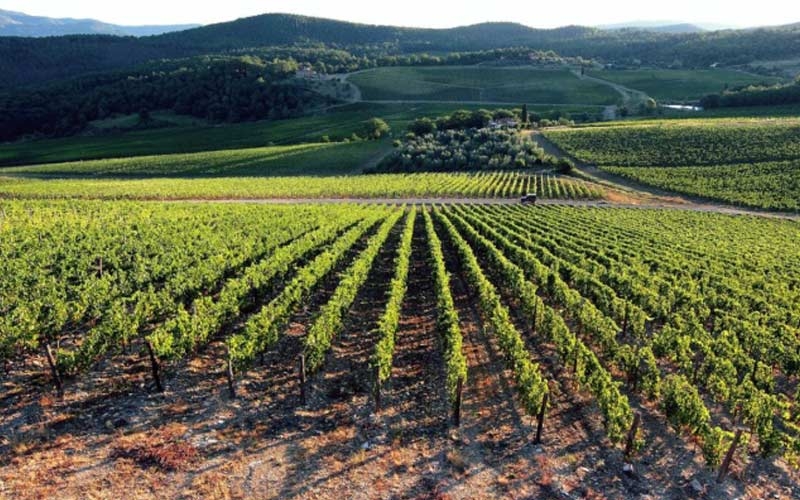 vigneti