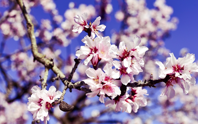 mandorli-in-fiore-e-primavera-in-anticipo-le-preoccupazioni-di-coldiretti