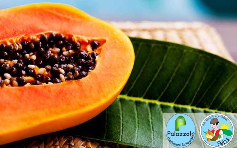 papaya-italia-orto-nonno-nino